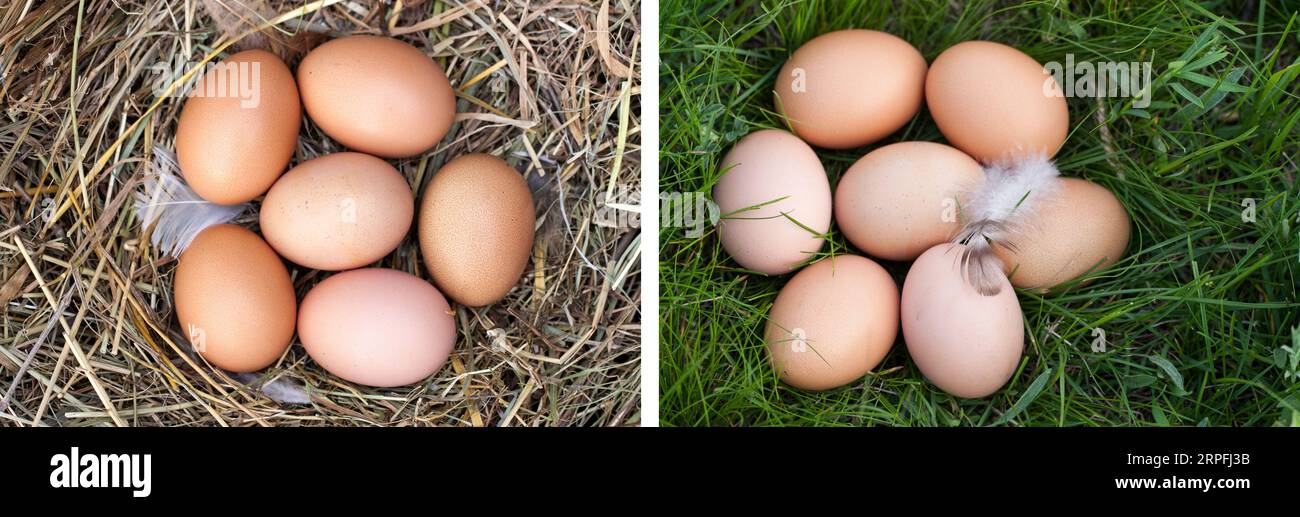 chicken eggs lying in the nest of straw. Top view Stock Photo - Alamy