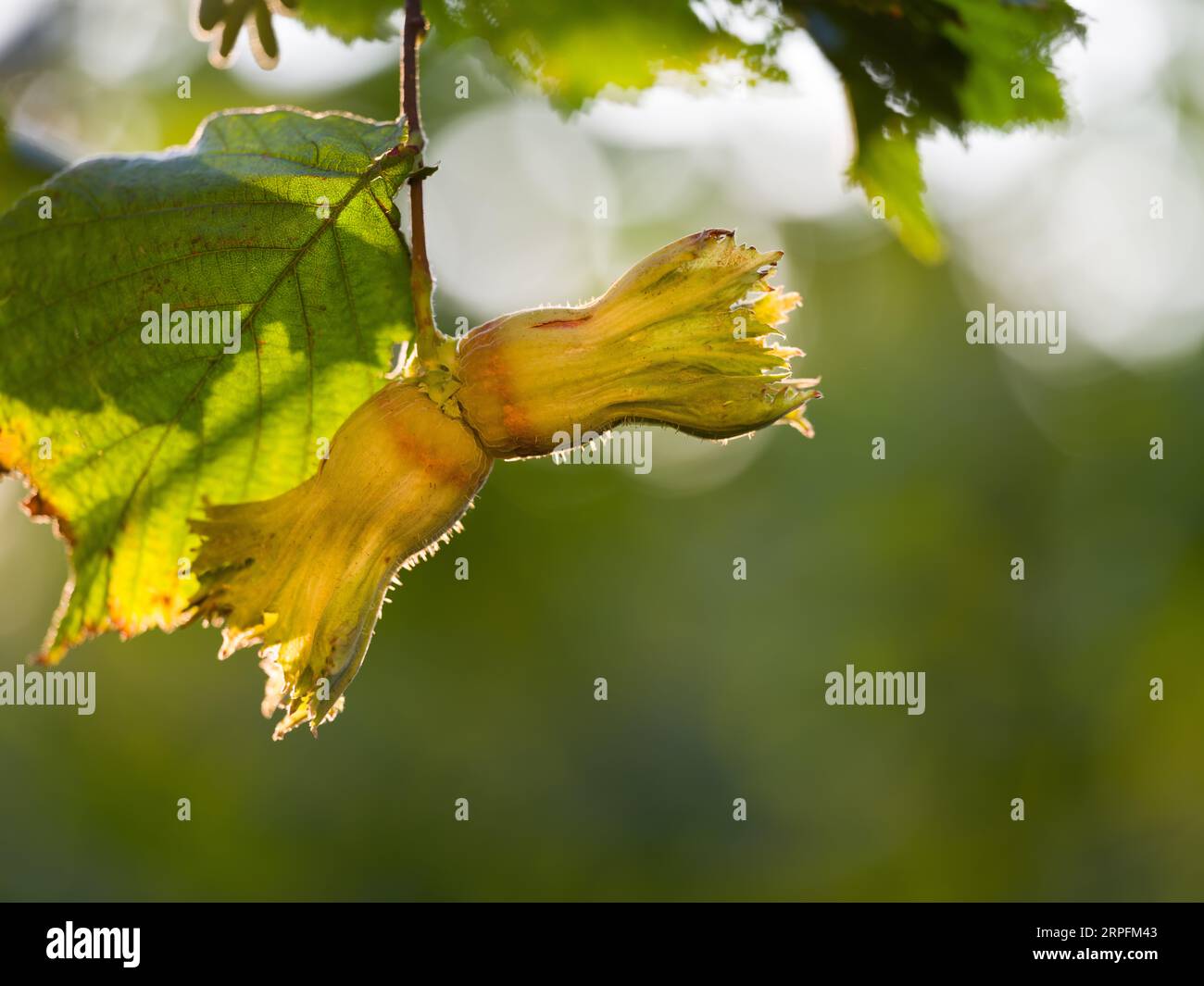 Hazelnut Tree Ripe Hazelnut harvest hi-res stock photography and images - Alamy