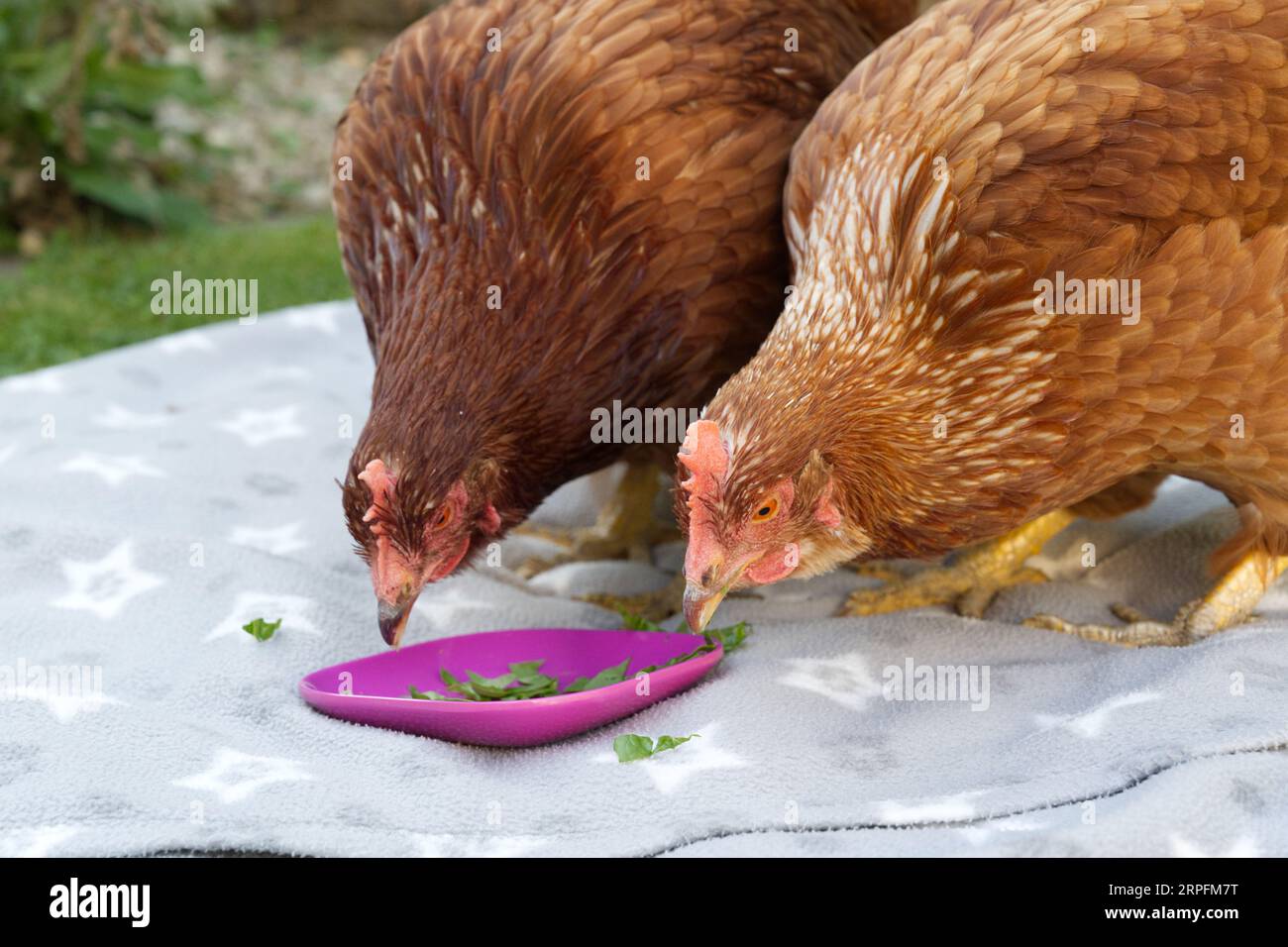 Pet hens exploring a garden Stock Photo