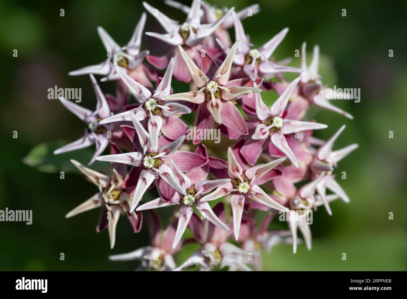 Showy Milkweed (Asclepias speciosa) Flowers Stock Photo
