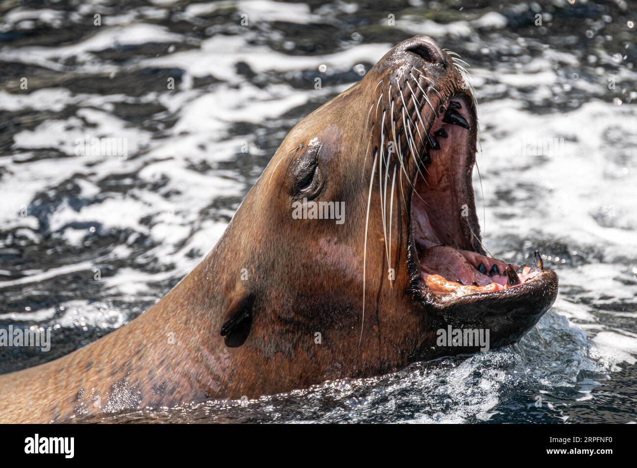 Steller Steller sea lion face hi-res stock photography and images - Alamy