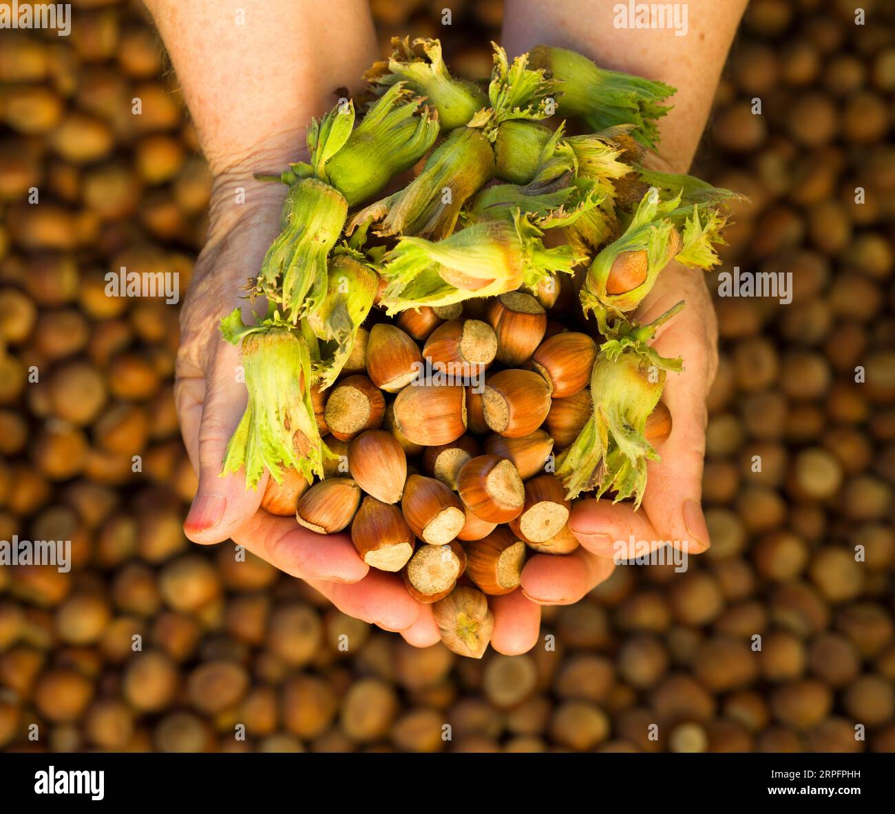 Hazelnut harvest season. Fresh hazelnuts in the hands of the farmer woman. Stock Photo
