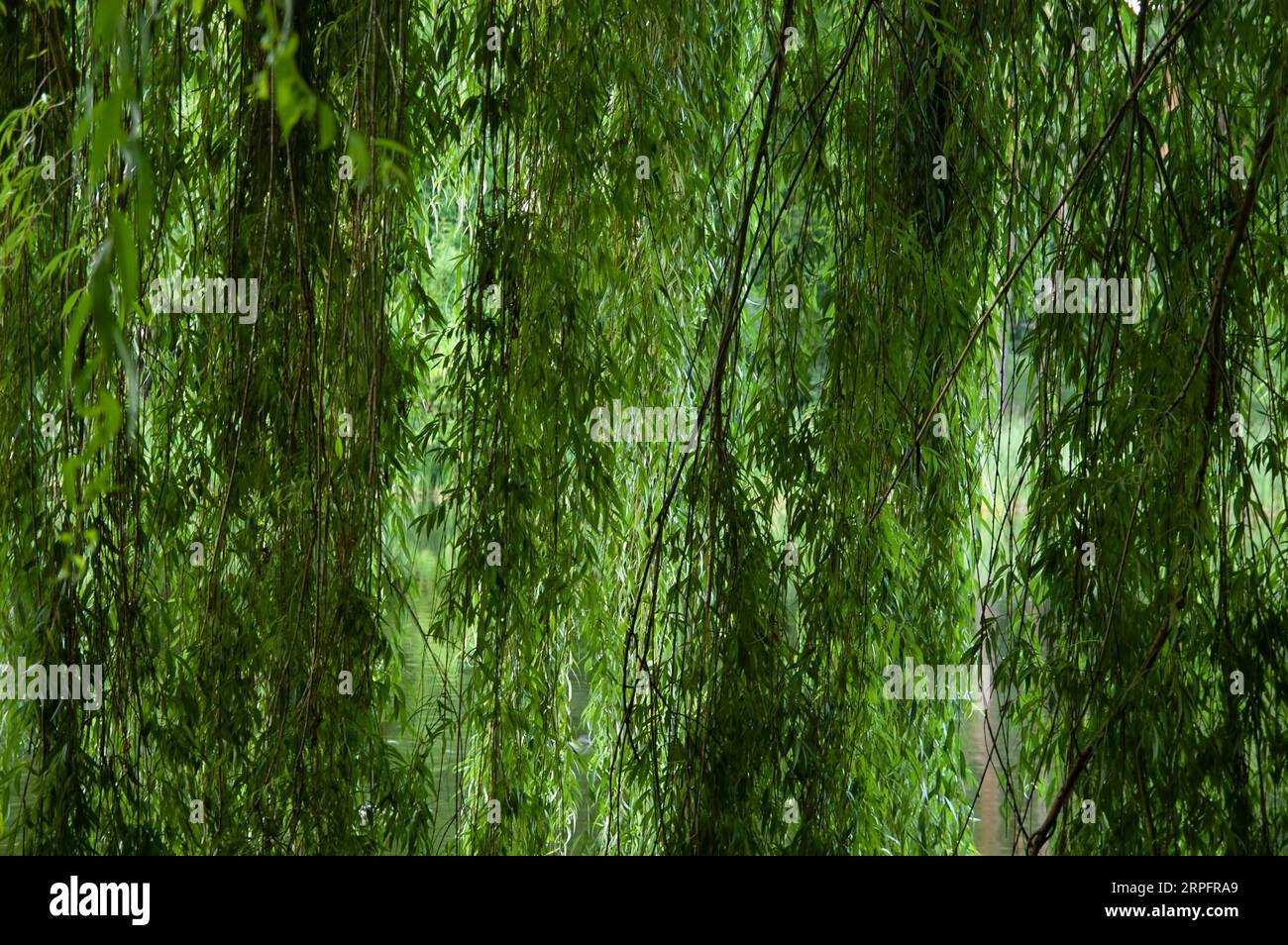 summer background: thick green willow leaves Stock Photo