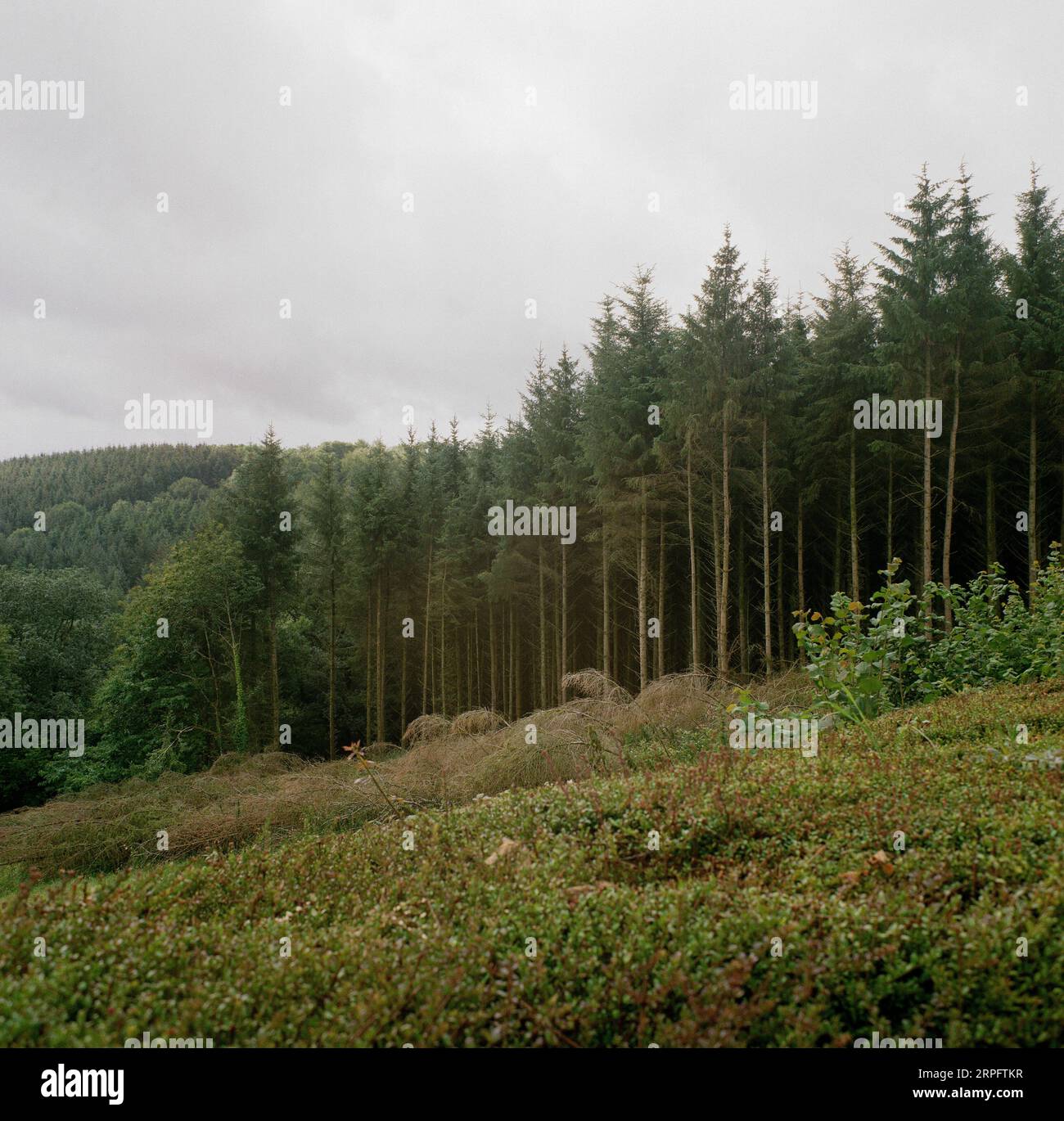 Pine trees , High Bickington, North Devon, England, United Kingdom