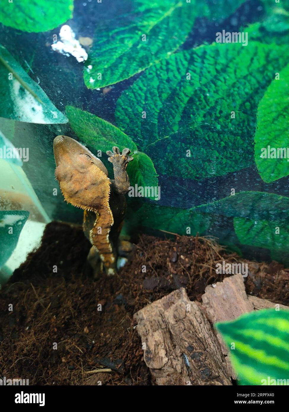 my beautifull crested gecko s Stock Photo