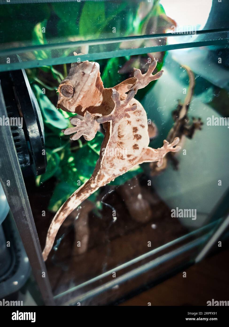my beautifull crested gecko s Stock Photo