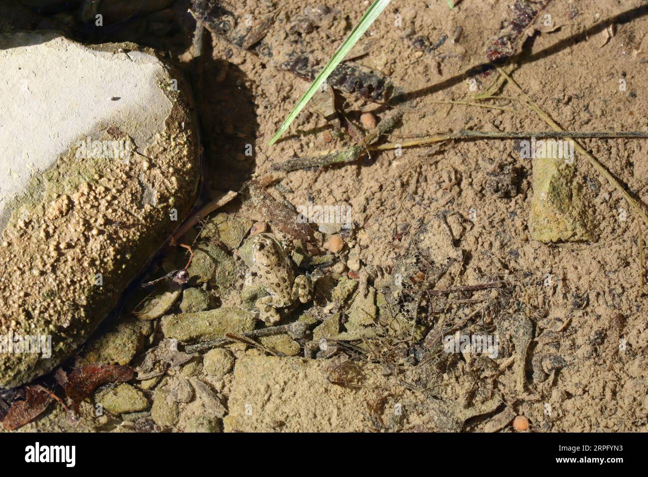 Yellow-bellied Toad crouching on the Ground Stock Photo