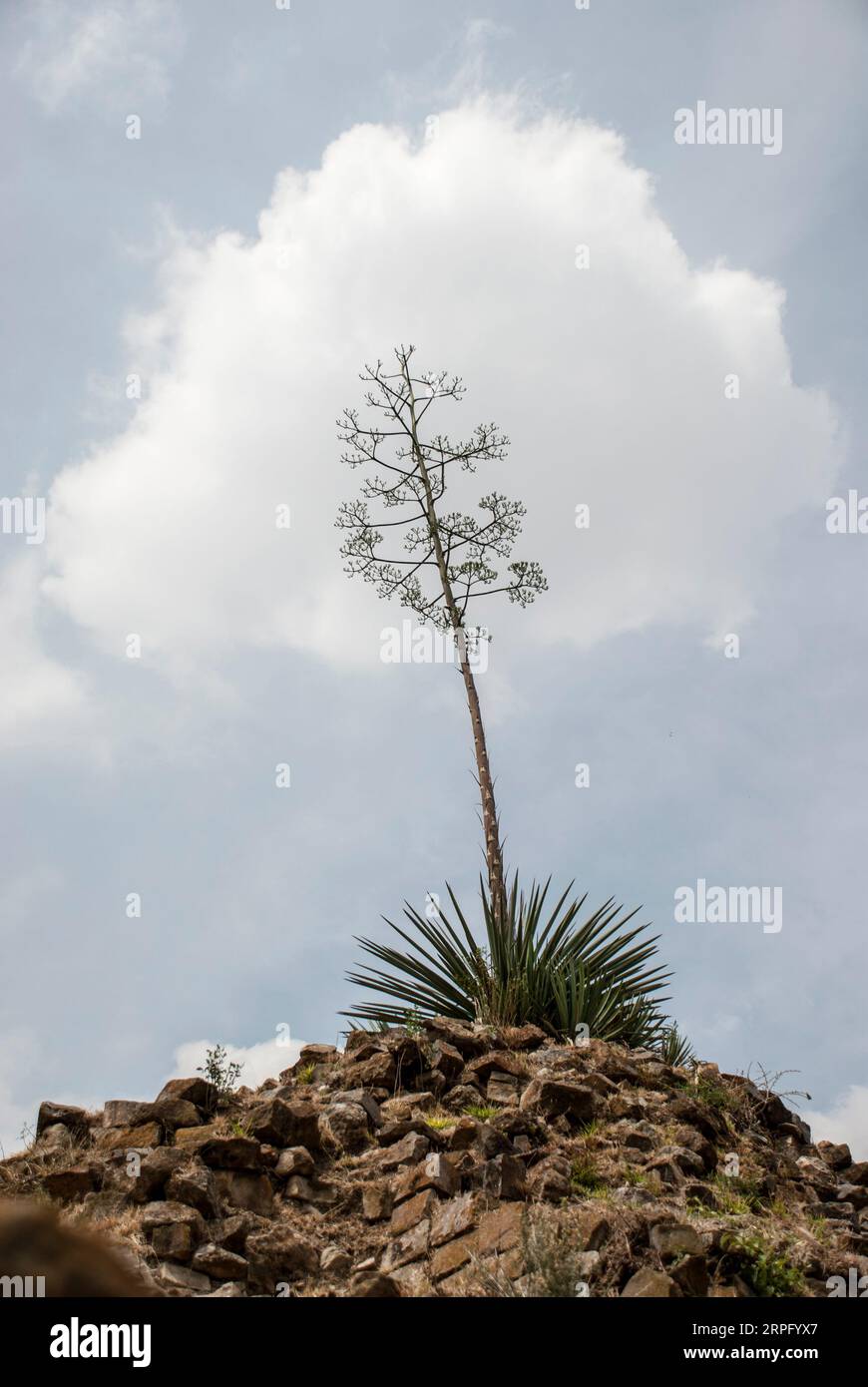 One cactus and a cloudy sky. Stock Photo