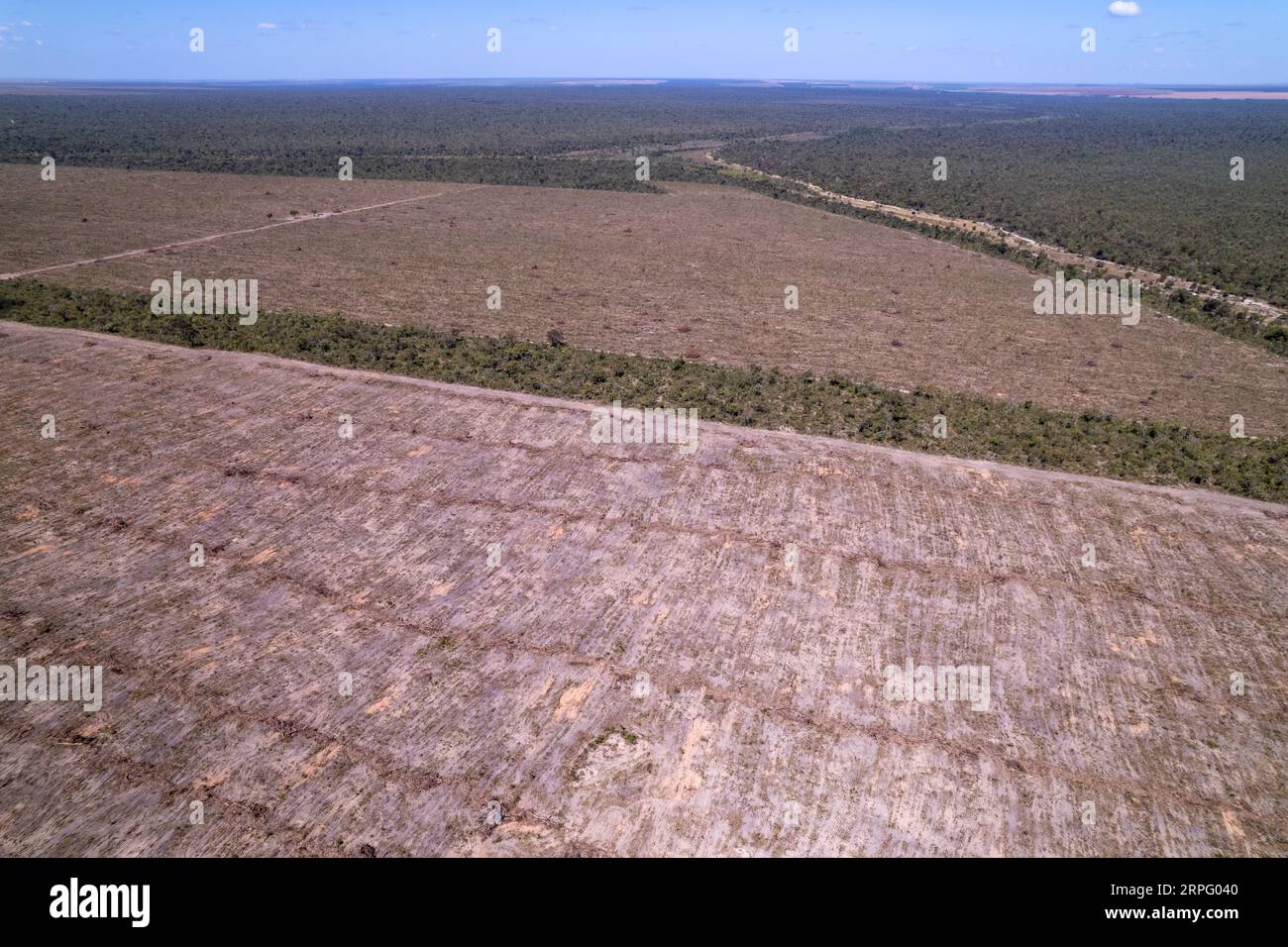 Aerial view of illegal deforestation of cerrado forest trees to open land for agriculture in farm on sunny summer day in Brazil. Concept of ecology. Stock Photo
