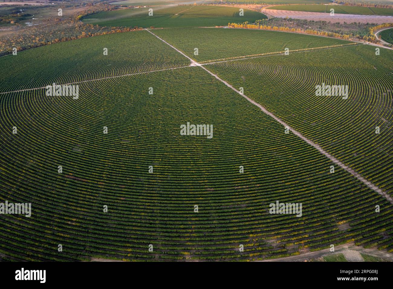 Aerial view of huge coffee field plantation in modern farm land on sunny summer day in cerrado of Brazil. Concept of agriculture, ecology, environment Stock Photo