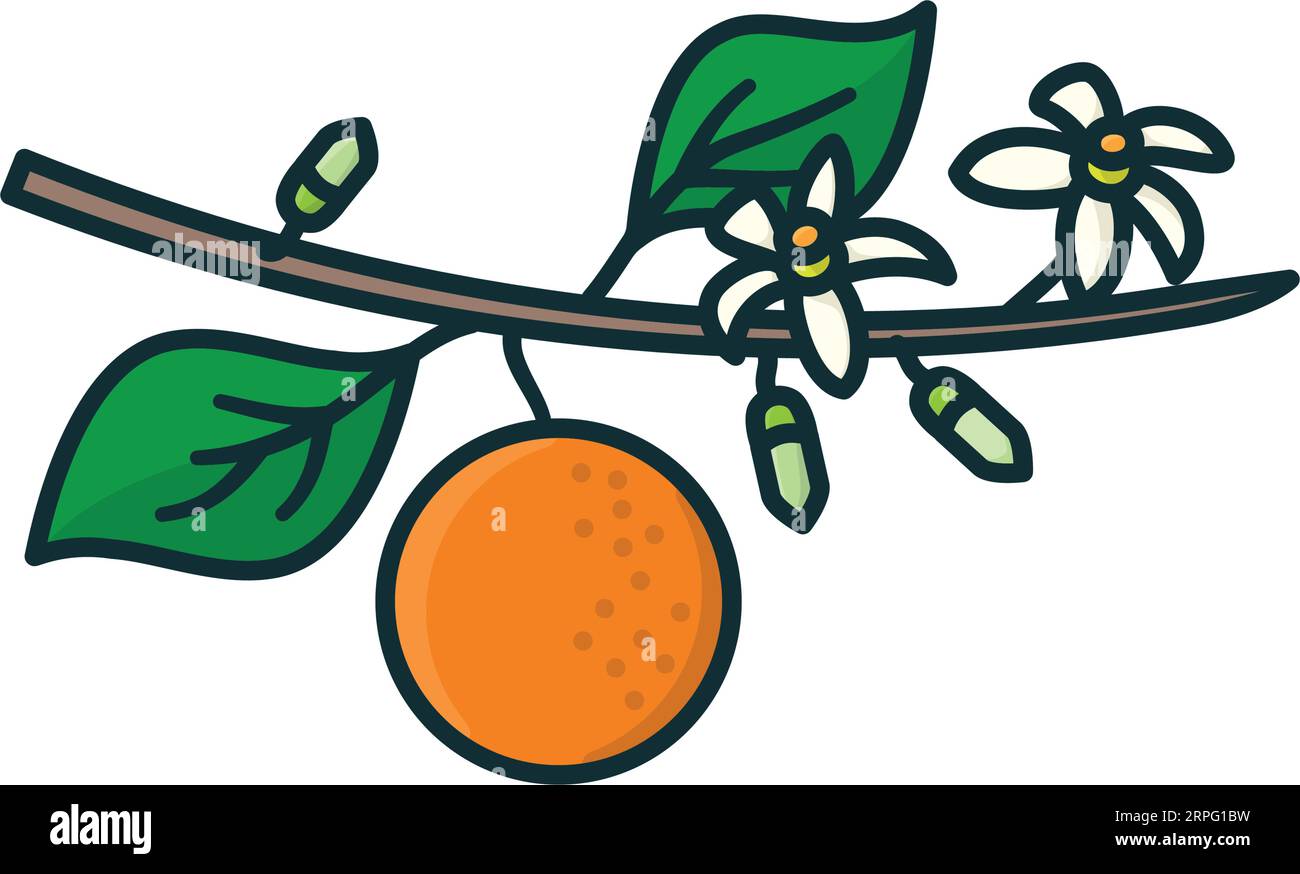 orange tree branch with fruit and flowers isolated vector illustration