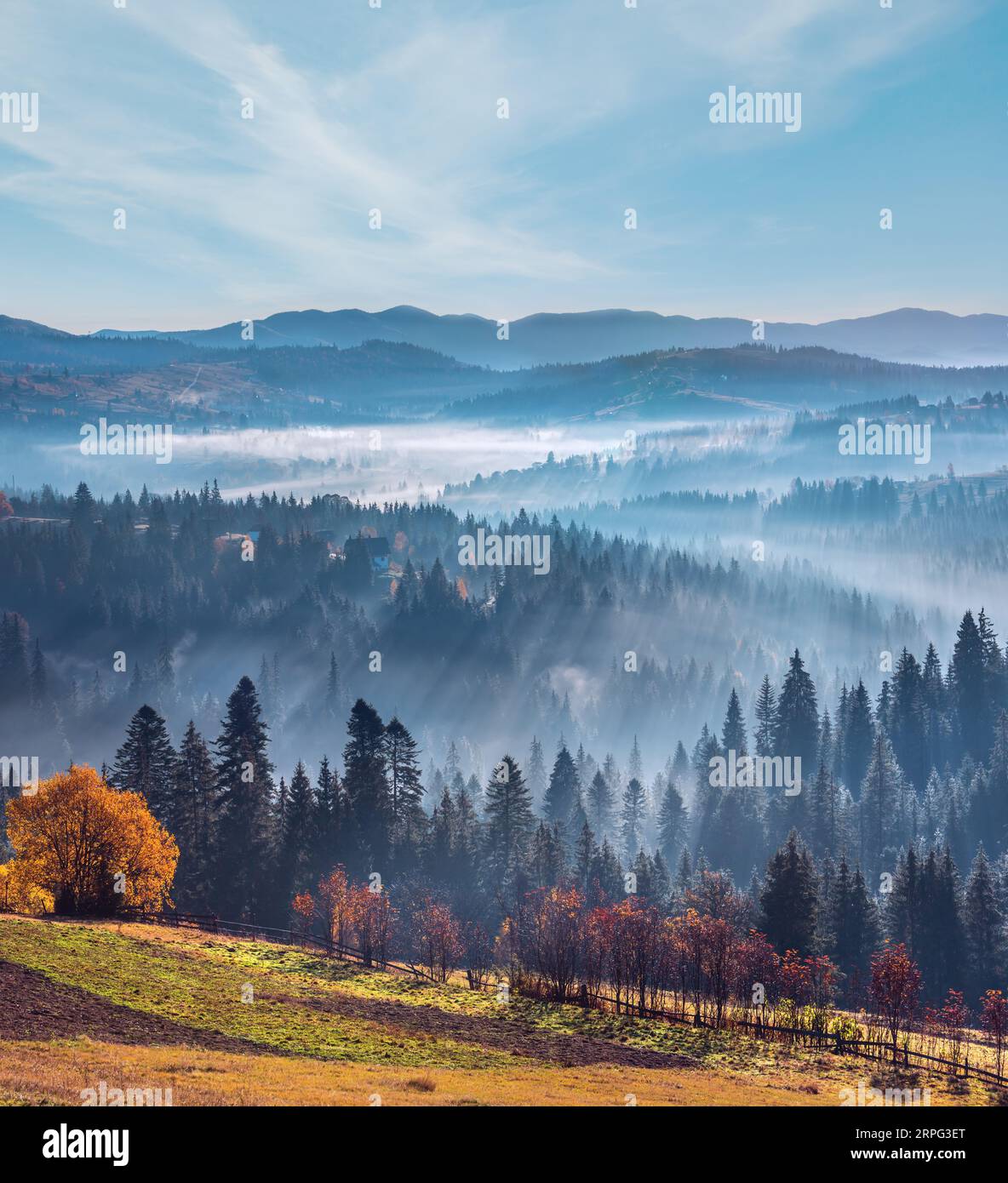 The air.  Light and shadows in mist. First rays of sun through fog and trees on slopes. Morning autumn Carpathian Mountains landscape (Ivano-Frankivsk Stock Photo
