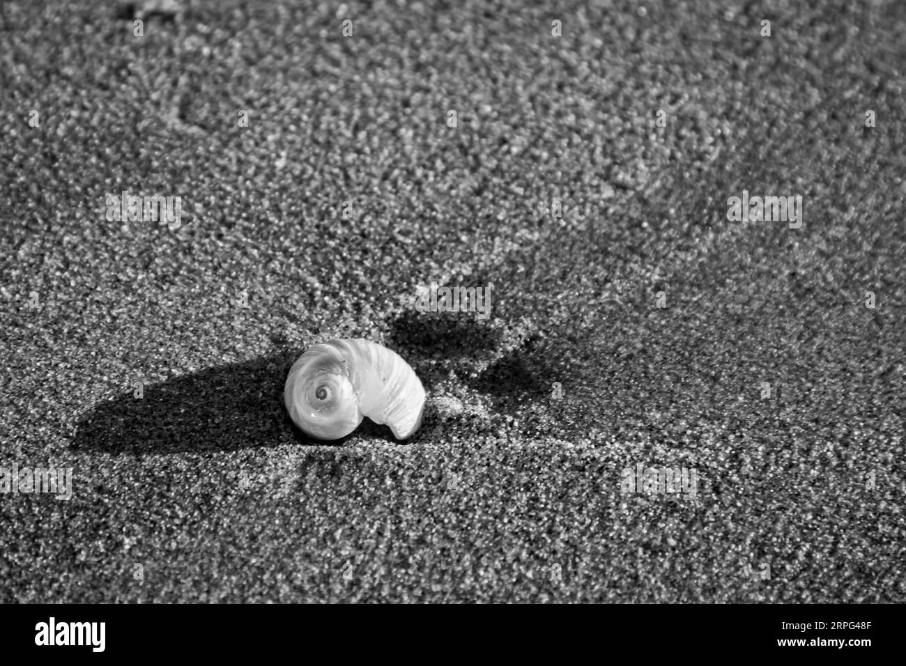 Black and White of a Shell in the Sand Stock Photo