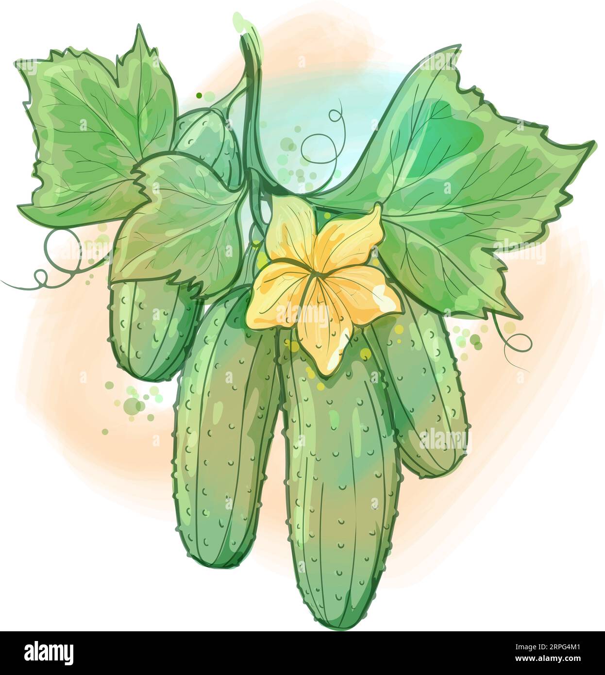 Cucumber watercolor sketch drawing Stock Vector Image & Art Alamy