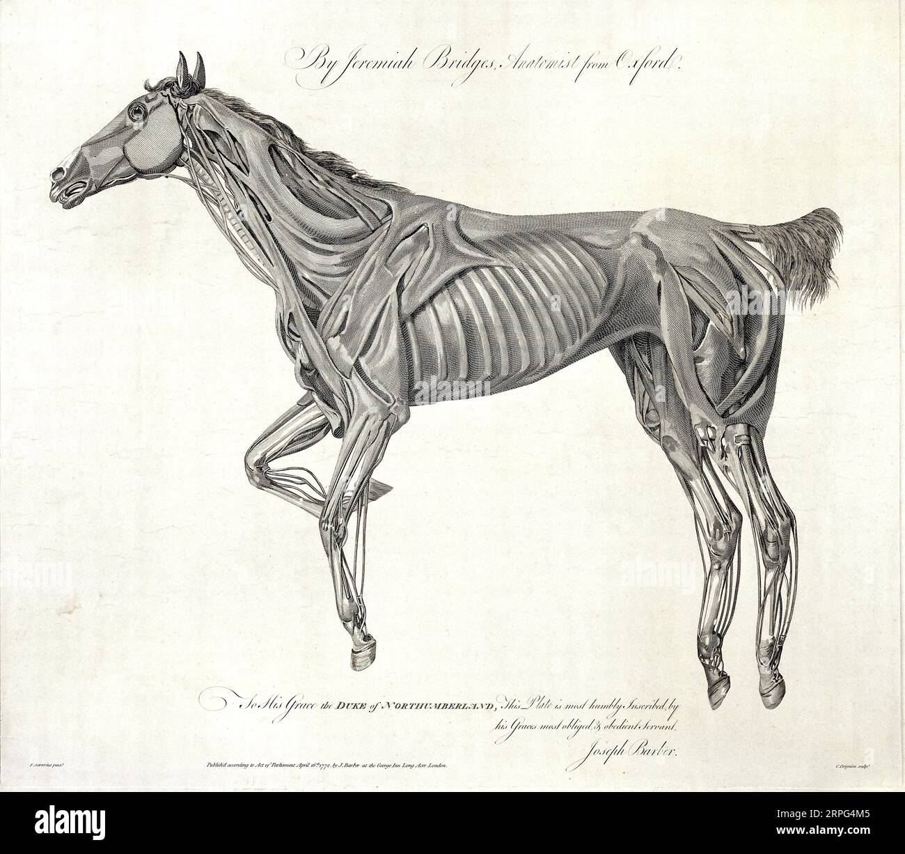 Muscles of the horse, engraving by C. Grignion after F. Sartorius for