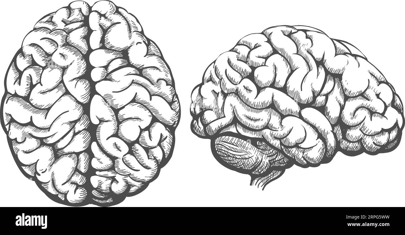 Human brain top and side view Stock Vector