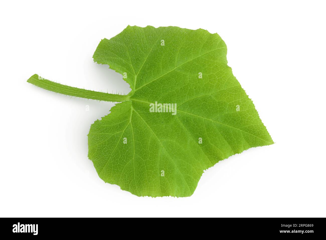 green pumpkin leaf isolated on white background Stock Photo - Alamy