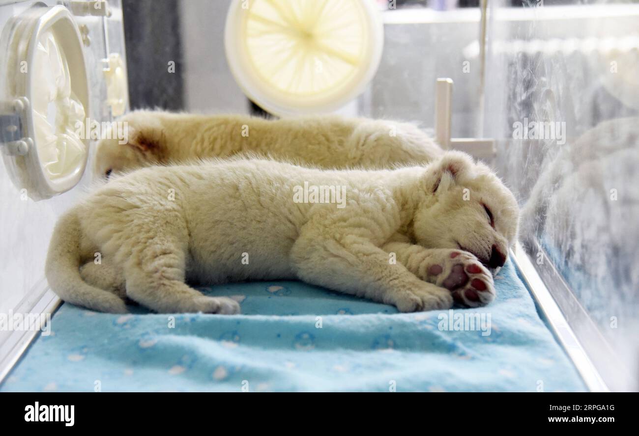 191009 -- JINAN, Oct. 9, 2019 -- A pair of newborn white lion twin cubs are pictured while asleep at Wild World Jinan, a wildlife park in Jinan, capital of east China s Shandong Province, Oct. 9, 2019. A white lion mother gave birth to a pair of twin cubs on Oct. 2 at Wild World Jinan. The two newborn cubs, a male and a female, are in good health condition and will meet public visitors following an observation period. The white lion is a rare wildlife species mostly found in southern Africa.  CHINA-SHANDONG-JINAN-WHITE LION CUBS-BIRTH CN WangxKai PUBLICATIONxNOTxINxCHN Stock Photo