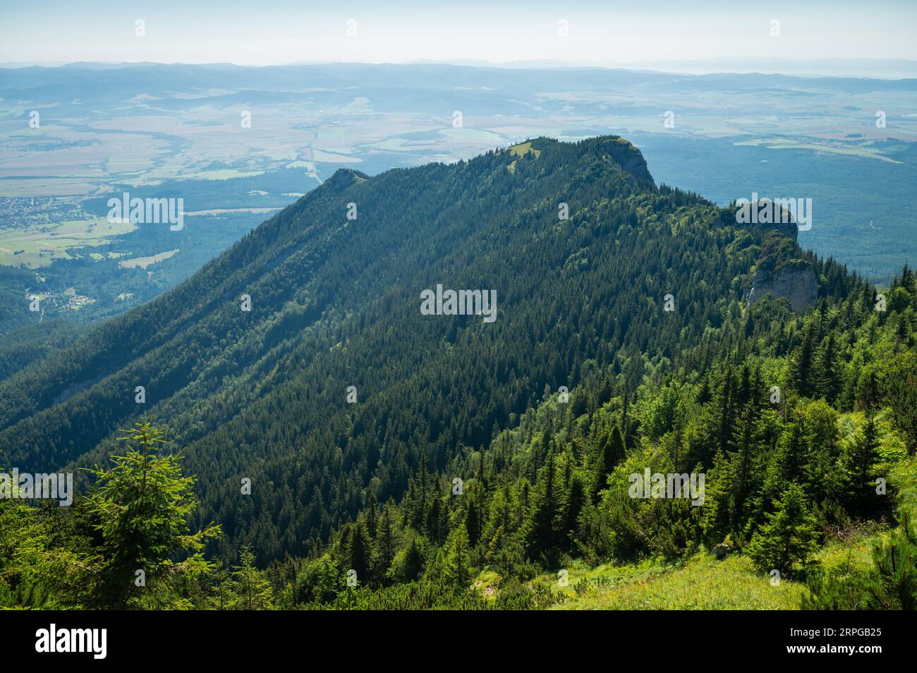 High Tatras Nature: Capture the breathtaking contrast of verdant pine forests against the rugged backdrop of the High Tatras, a symphony of green bene Stock Photo