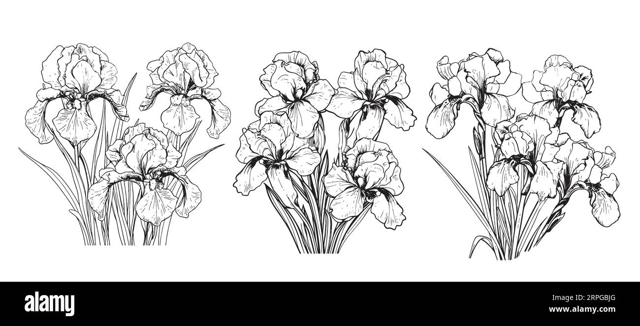 Iris bouquet sketch hand drawn in comic style.Vector Garden flowers ...