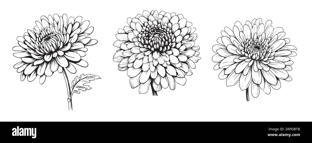 Light Peach Chrysanthemum Tattoo Design - Tattapic®