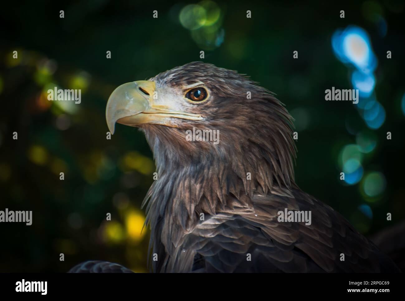 a great eagle waiting his dinner Stock Photo