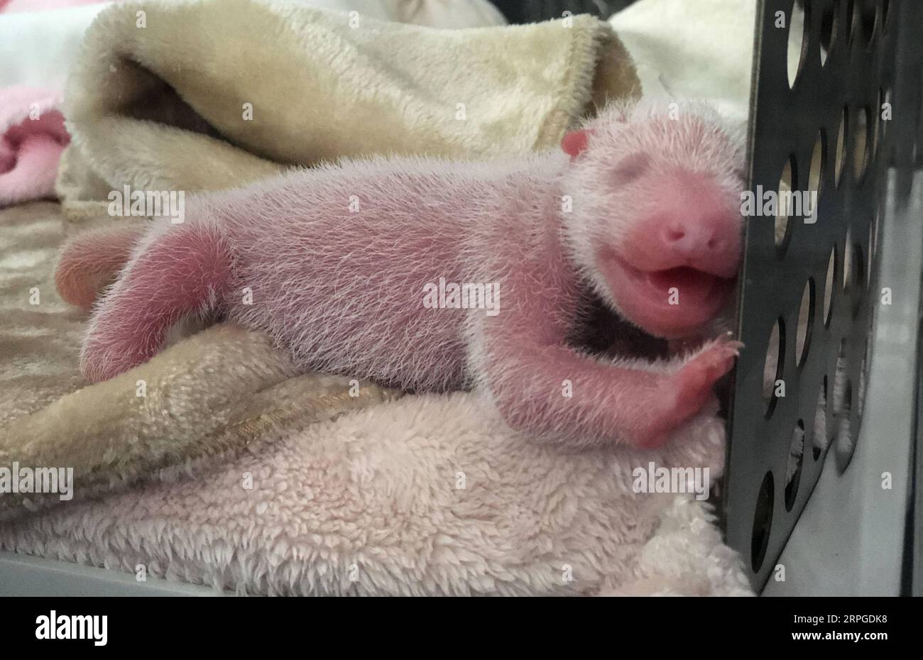 191012 -- CHENGDU, Oct. 12, 2019 -- A newborn giant panda cub is pictured at a breeding base in Chengdu, southwest China s Sichuan Province, Oct. 12, 2019. A giant panda gave birth to twin cubs at a breeding base in Chengdu, Sichuan, local authorities said Saturday. The first male cub was born at 1:58 p.m. weighing 176.6 grams while his younger brother popped out at 4:35 p.m. weighing 131.4 grams. CHINA-SICHUAN-CHENGDU-GIANT PANDA TWINS-BIRTH CN YuxLi PUBLICATIONxNOTxINxCHN Stock Photo