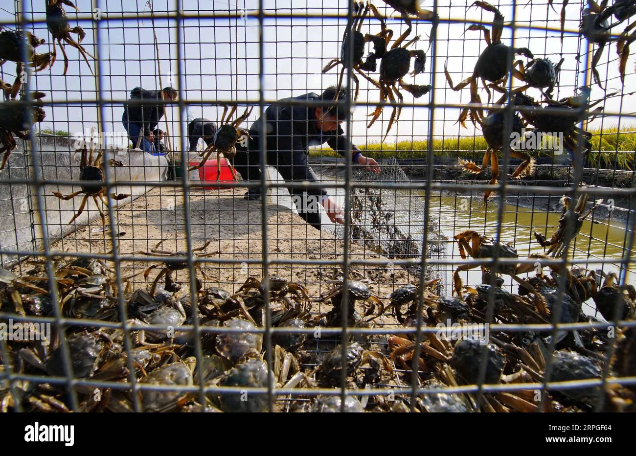 191014 -- TANGSHAN, Oct. 14, 2019 -- Farmers collect crabs raised in rice fields in Caofeidian District of Tangshan City, north China s Hebei Province, Oct. 14, 2019. Over 21,000 hectares of paddy field in Caofeidian District has entered harvest season recently.  CHINA-HEBEI-RICE-HARVEST CN YangxShiyao PUBLICATIONxNOTxINxCHN Stock Photo