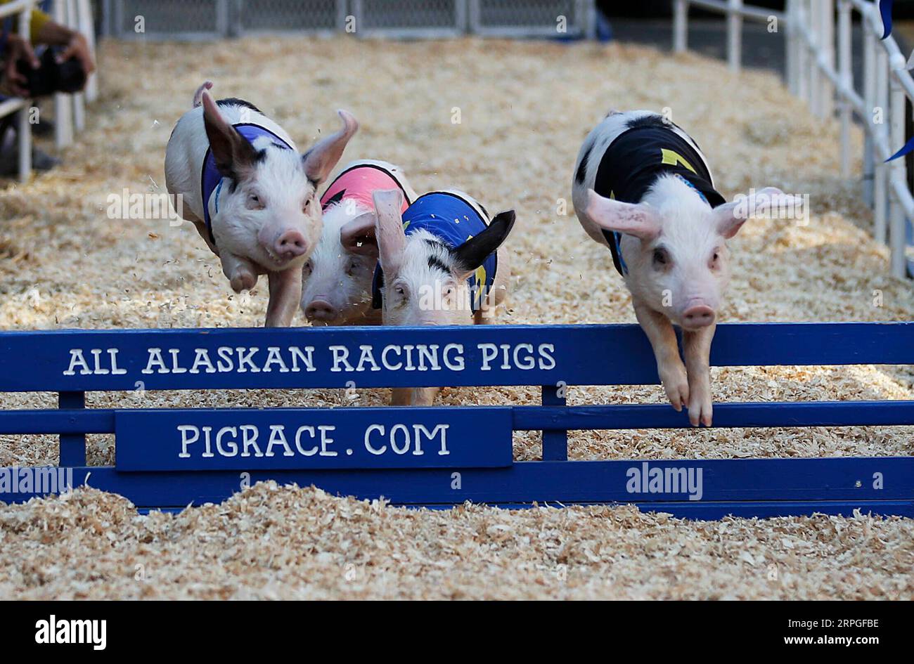 Hurdle racing hi-res stock photography and images - Alamy