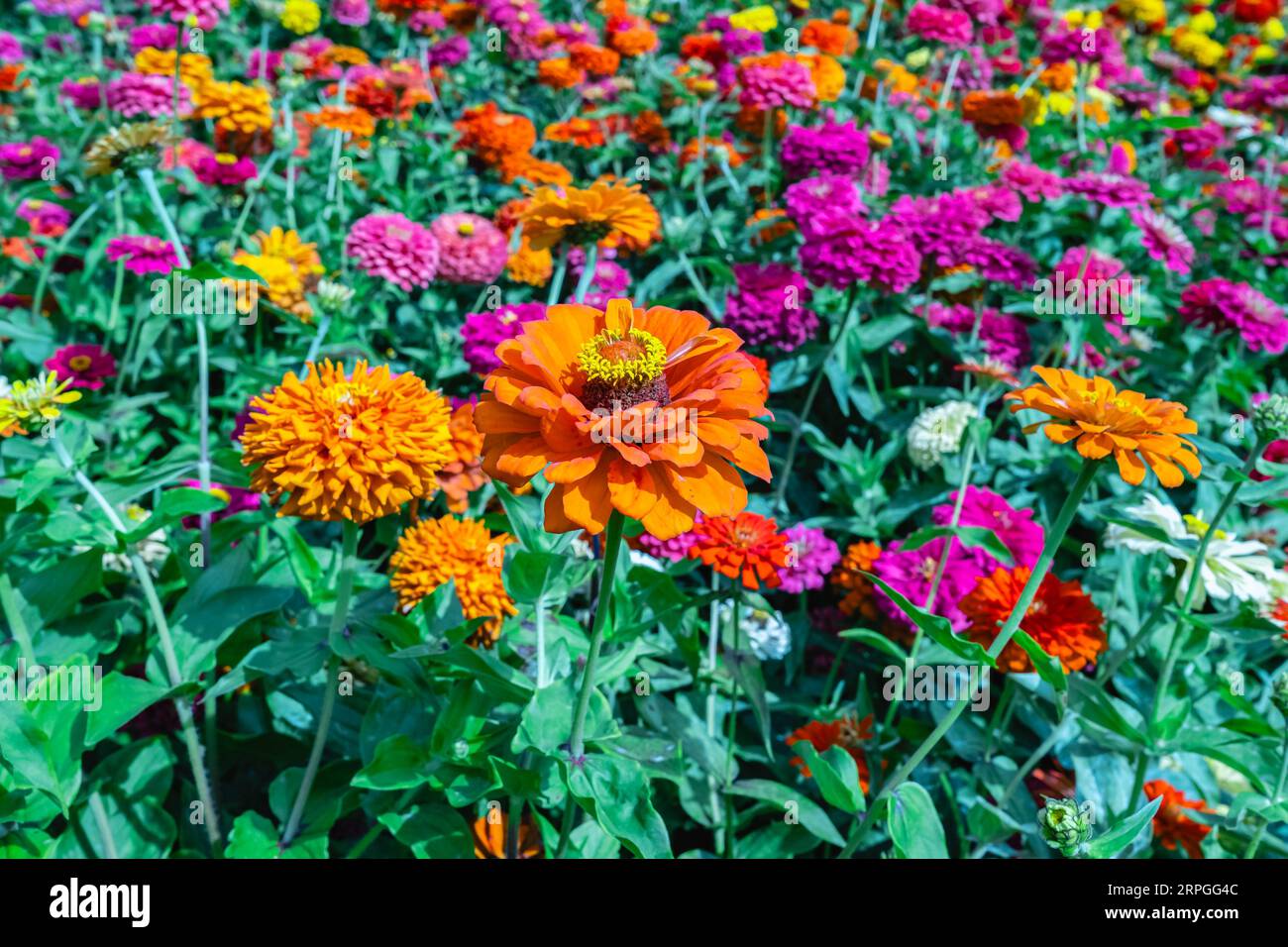 Flowers zinnia elegans. Color nature background. Zinnia violacea blooming pink red orange flower in garden flower. Garden with multicolored gorgeous f Stock Photo