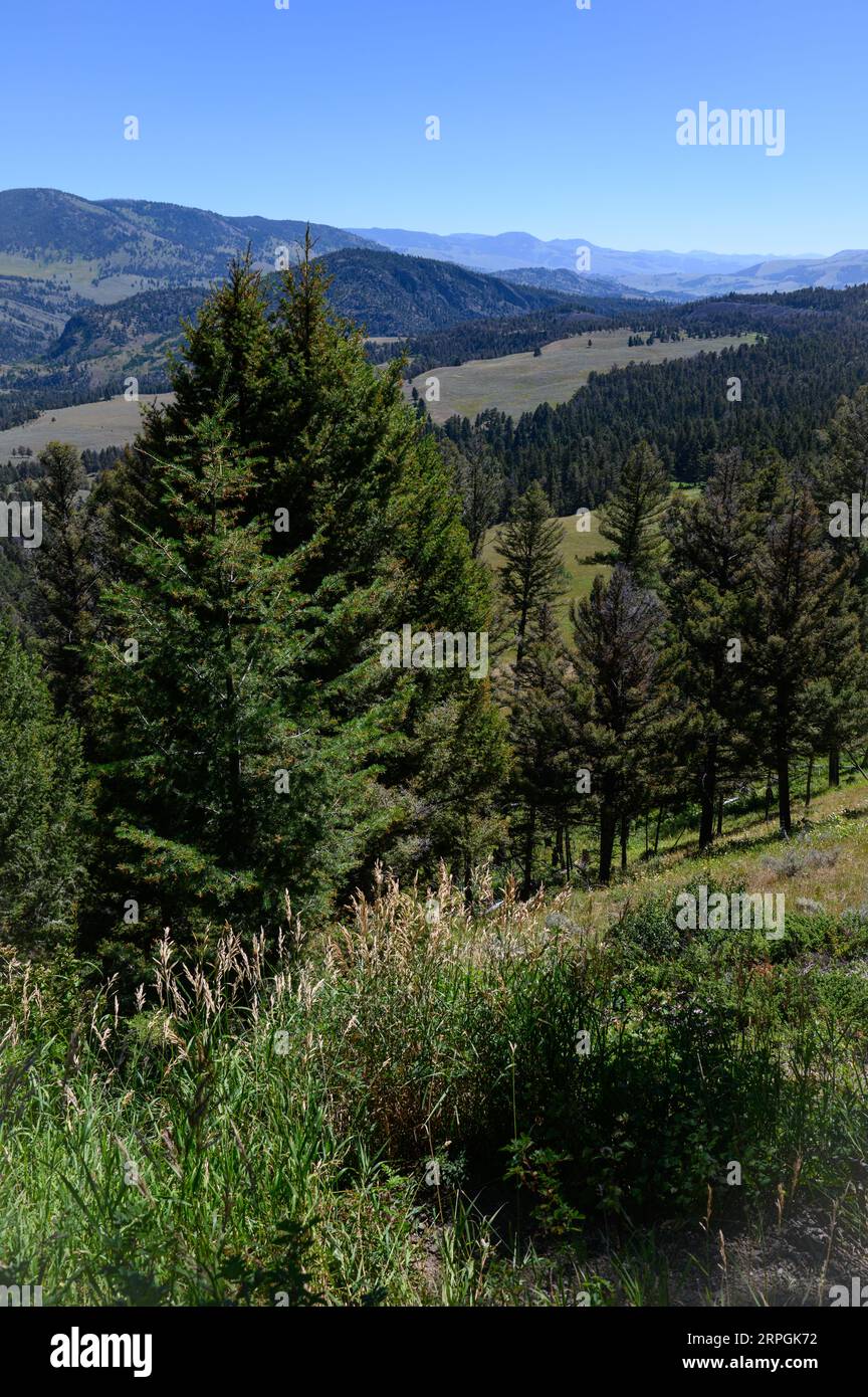 The Yellowstone Valley seen at the height of summer in Yellowstone National Park Stock Photo