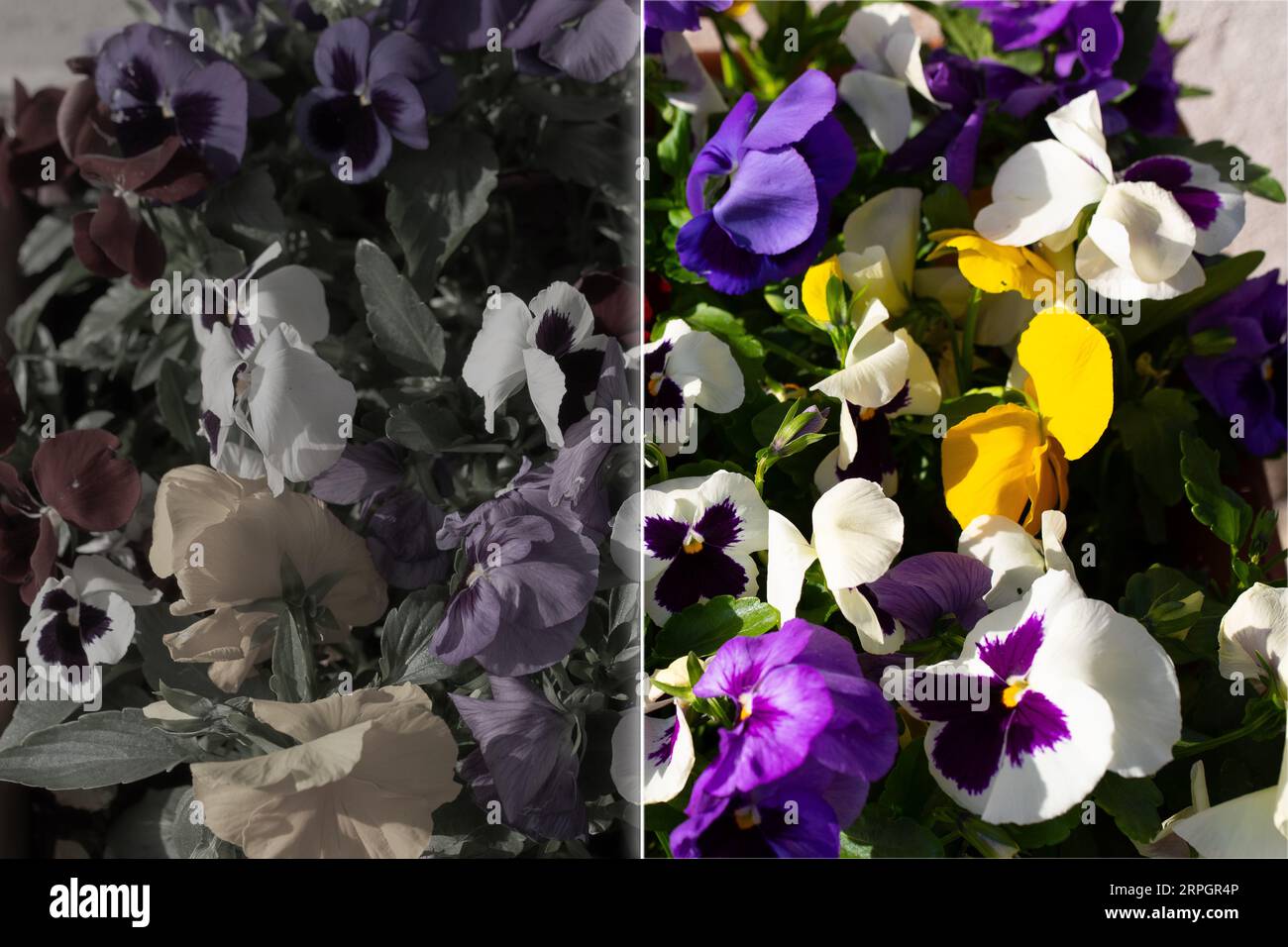 Simulation of the vision of a colorblind and normal vision. Before and after correction of color blindness with special glasses. Desaturated vision wi Stock Photo