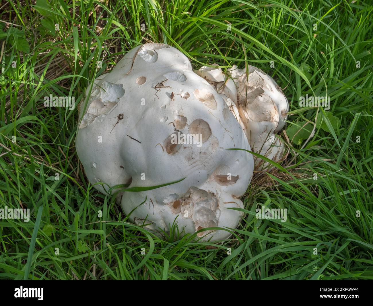 A pot marked Giant Puffball, (Calvatia gigantea) fungus growing in the grass in Stock Photo