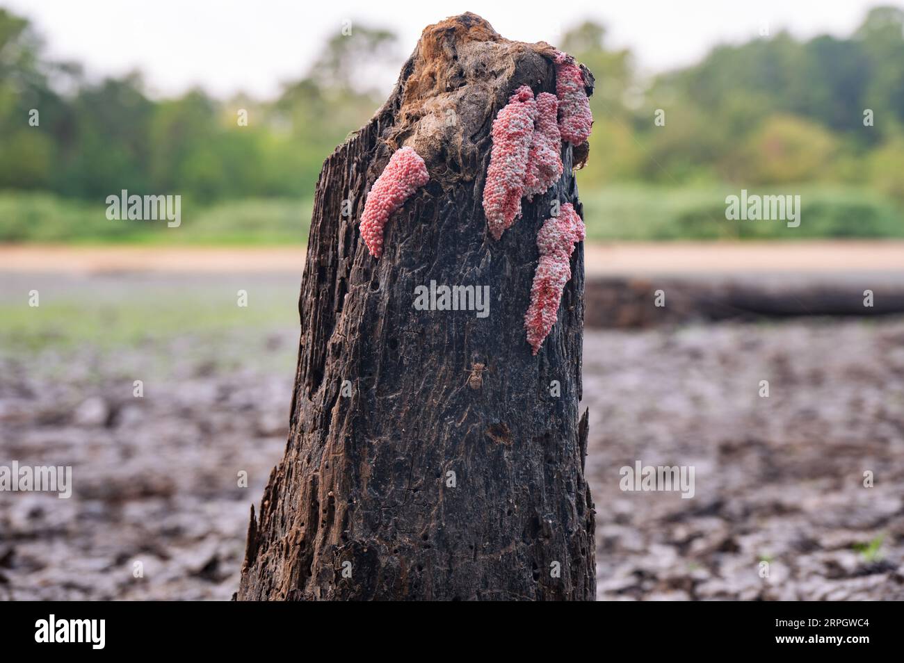 Snail eggs hires stock photography and images Alamy