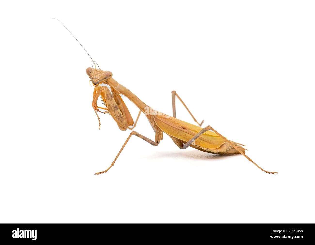 This beautiful Praying Mantis was isolated against a white background, photographed, and then releasbed back into the garden it was benefitting. Stock Photo