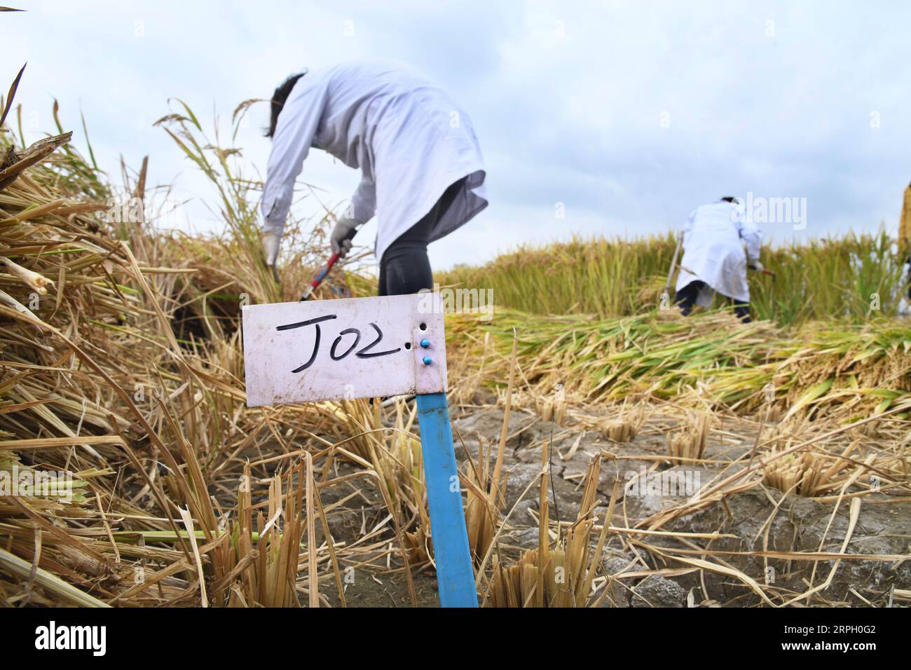 White alkali soil hires stock photography and images Alamy