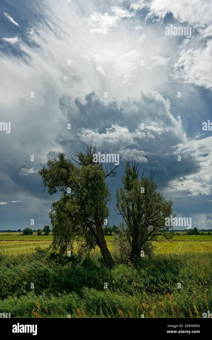 Big thunderstorm front with threatening looking cloud formation, from which partly rain falls, over a river floodplain with meadows, bushes and a tree Stock Photo