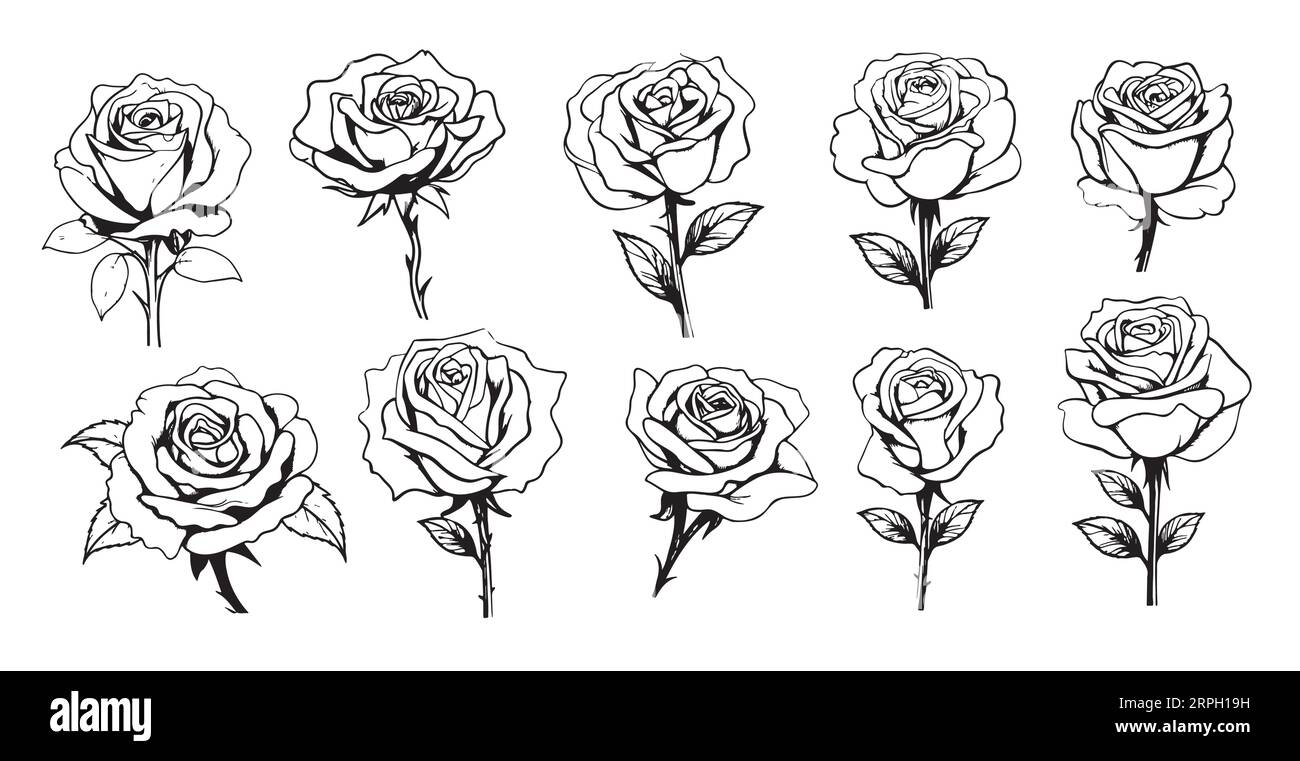 Roses set hand drawn sketch Flowers .Vector illustration Nature Stock ...