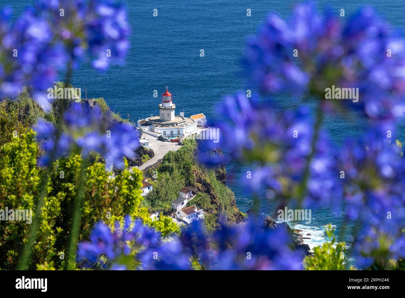 View of the Farol Ponta do Arnel lighthouse clinging to the cliffs edge framed by blooming purple Agapanthus flowers in Nordeste, Sao Miguel Island, Azores, Portugal. Stock Photo