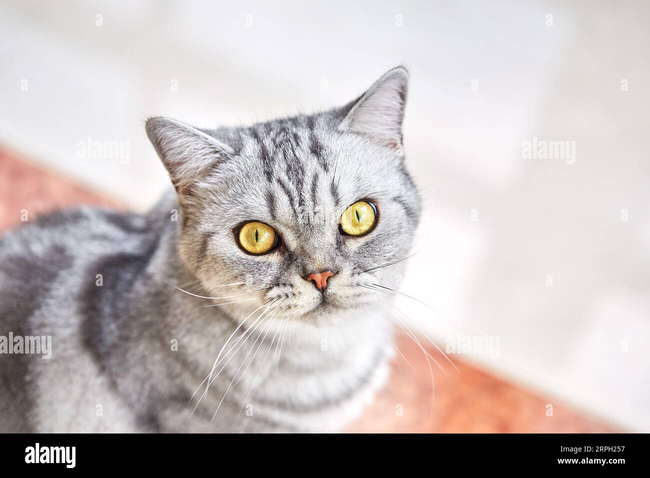 British short hair cat sits on the floor and looks at camera. Copy ...