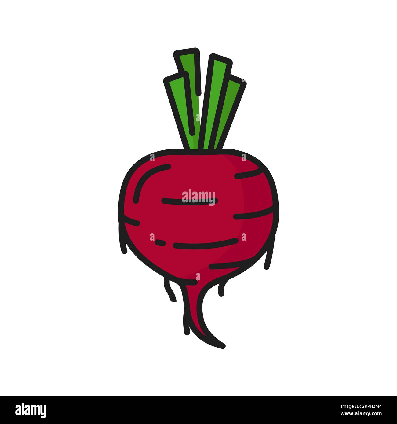 Color beetroot taproot vegetable, dieting vegetarian food thin line icon. Vector edible rhizome radish food. Garden table-beet vegetable Stock Vector