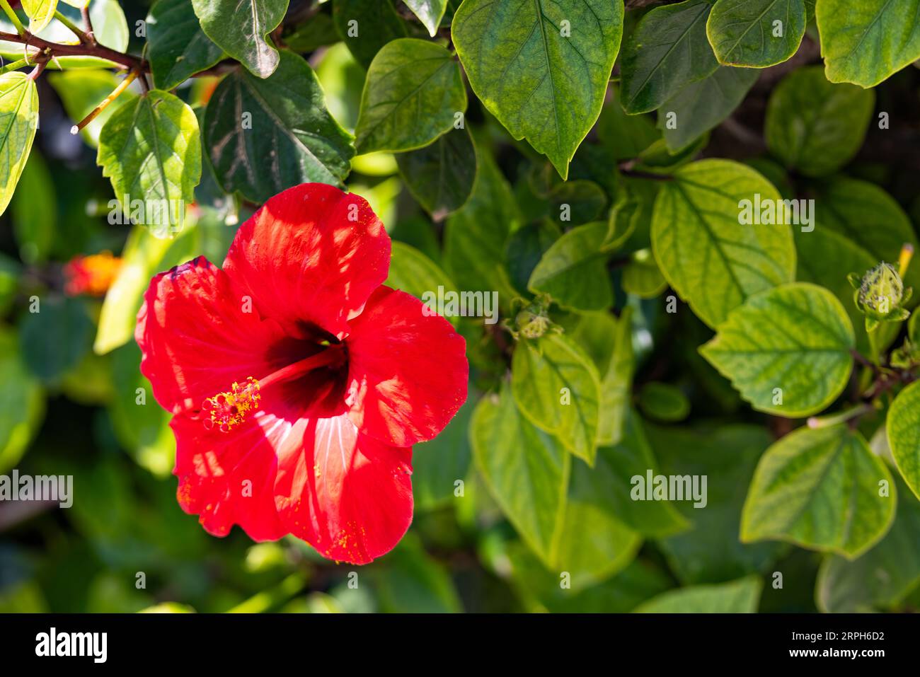Explore the intricate allure of a Chinese Hibiscus as its vibrant petals take center stage, embraced by lush green leaves, an enchanting fusion of flo Stock Photo