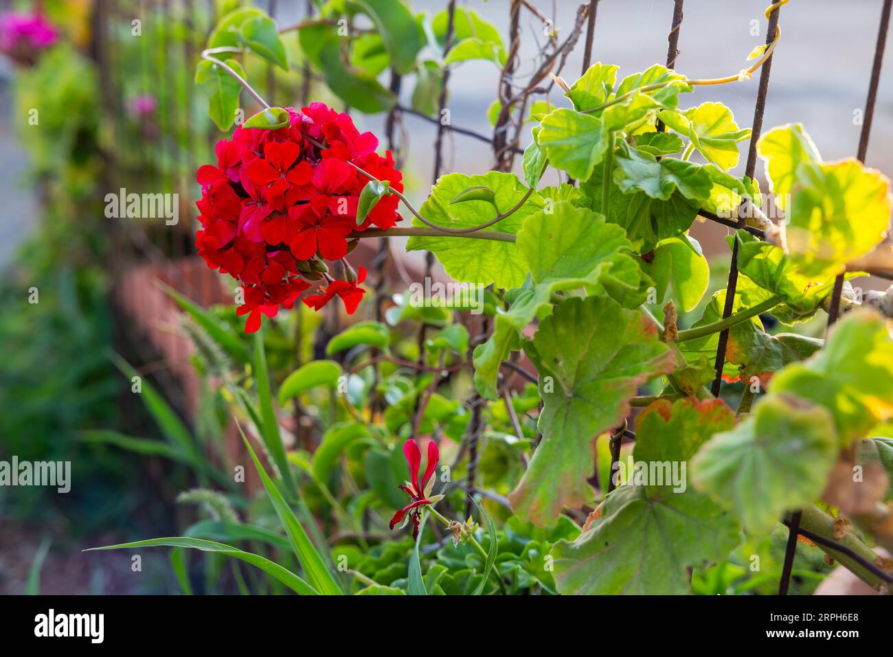 Witness the intriguing interplay of nature and industrial aesthetics as a vibrant zonal geranium flower graces a cold metal fence, a harmonious blend Stock Photo
