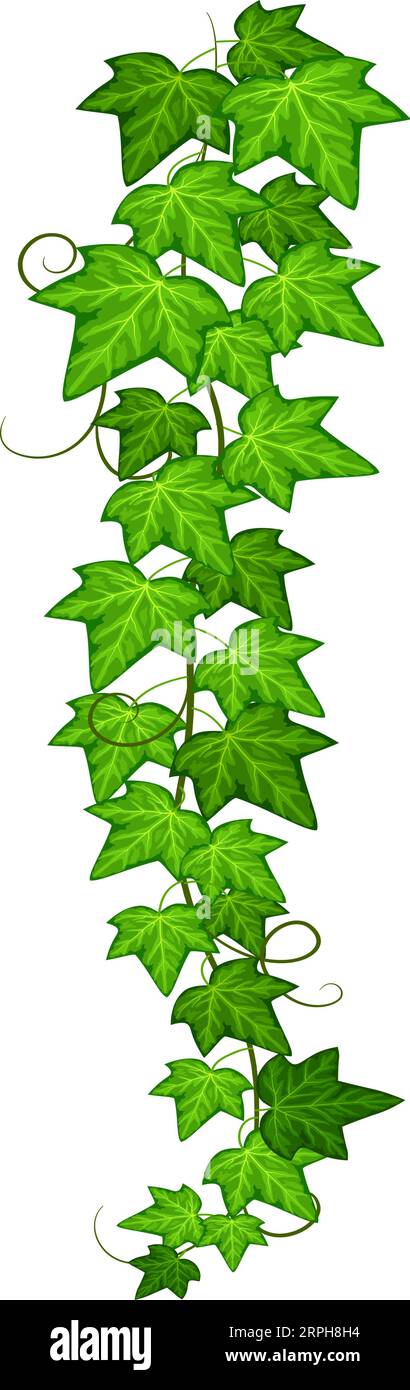 Green liana leaves. Hanging vine. Natural branch Stock Vector