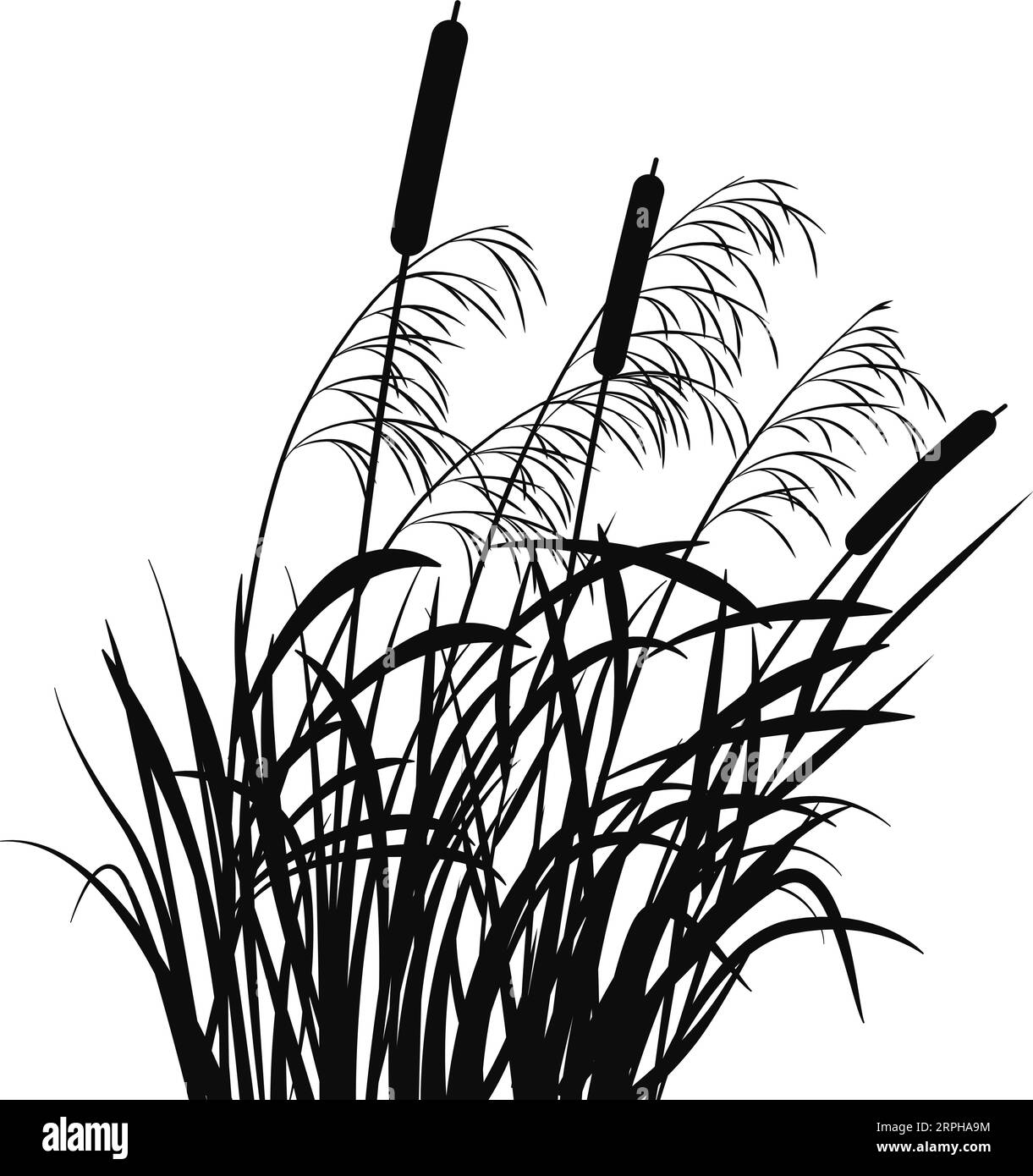 Swamp grass silhouette. Black reed. Pond plant Stock Vector Image & Art ...