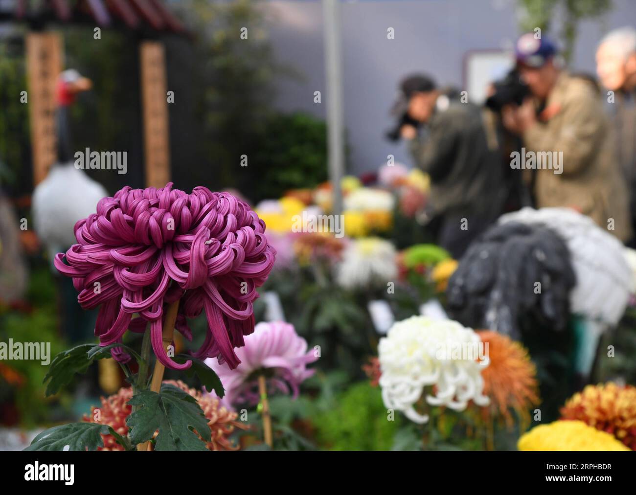 191104 -- BEIJING, Nov. 4, 2019 -- Photo taken on Nov. 4, 2019 shows chrysanthemums displayed at Beijing Garden of World s Flowers in Beijing, capital of China. The 11th cultural festival of chrysanthemum flowers kicked off here on Nov. 2 and it will last till late of the month.  CHINA-BEIJING-CHRYSANTHEMUM-EXHIBITION CN RenxChao PUBLICATIONxNOTxINxCHN Stock Photo