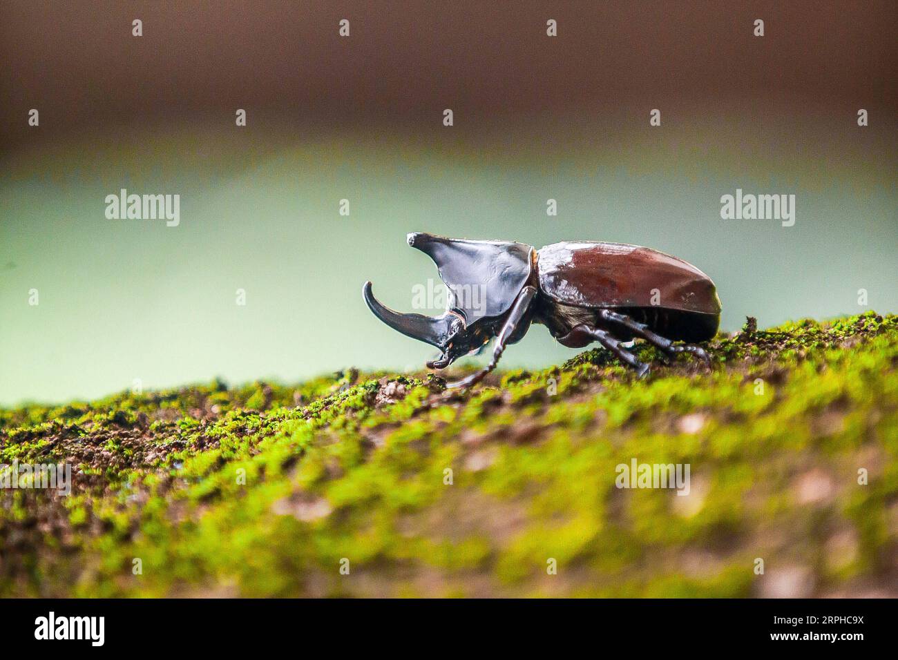 191105 -- BEIJING, Nov. 5, 2019 -- A horned beetle is seen in Quezon ...