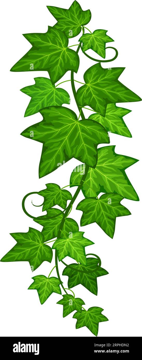 Hanging ivy vine. Green foliage plant branch Stock Vector Image & Art ...