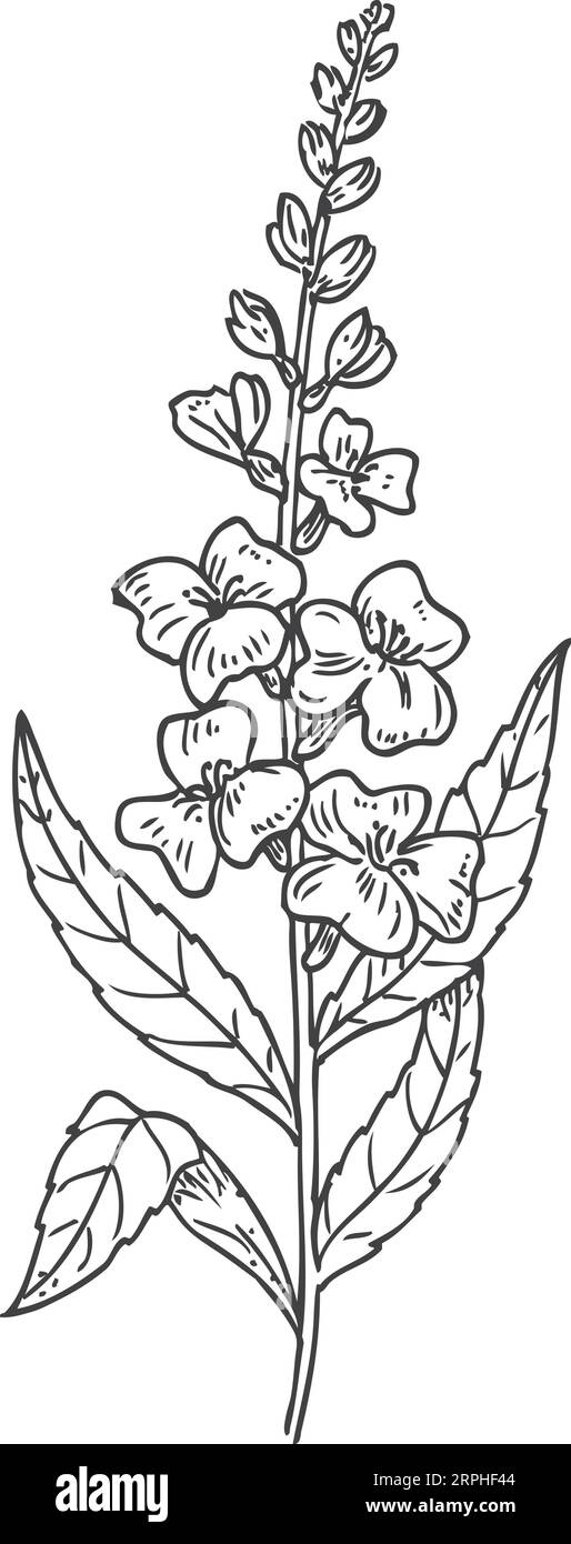 Mint flower sketch. Hand drawn botany. Herb drawing Stock Vector Image