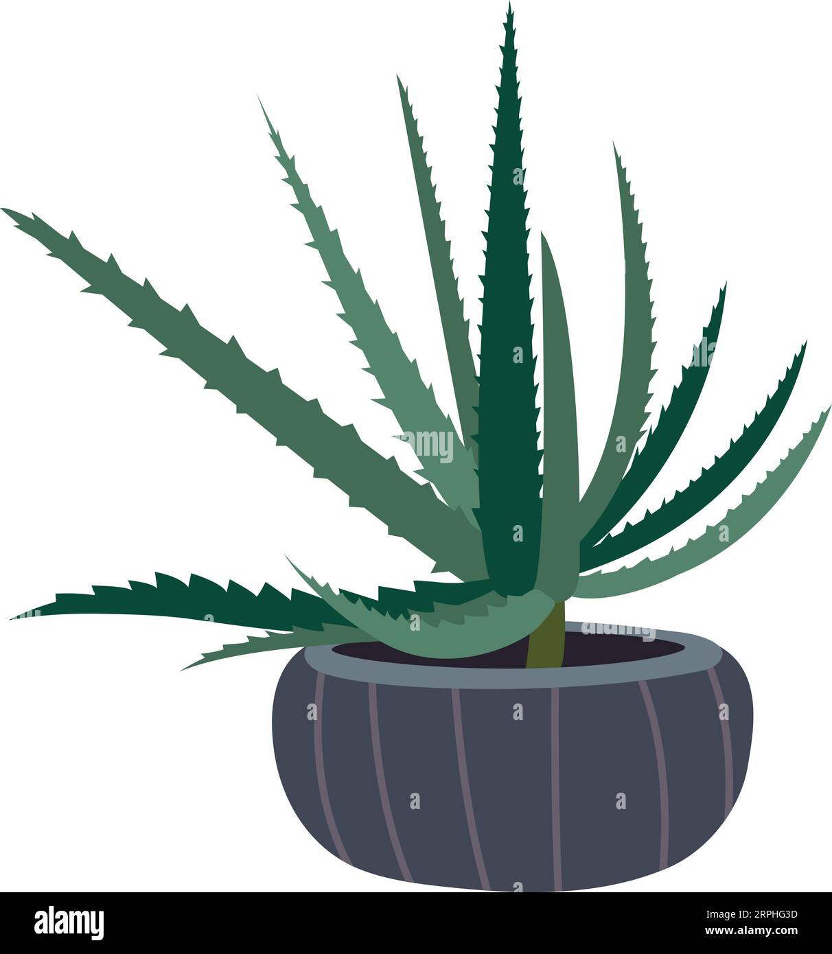 Aloe Vectpr Aloe vera plant in detail Stock Vector Images - Alamy